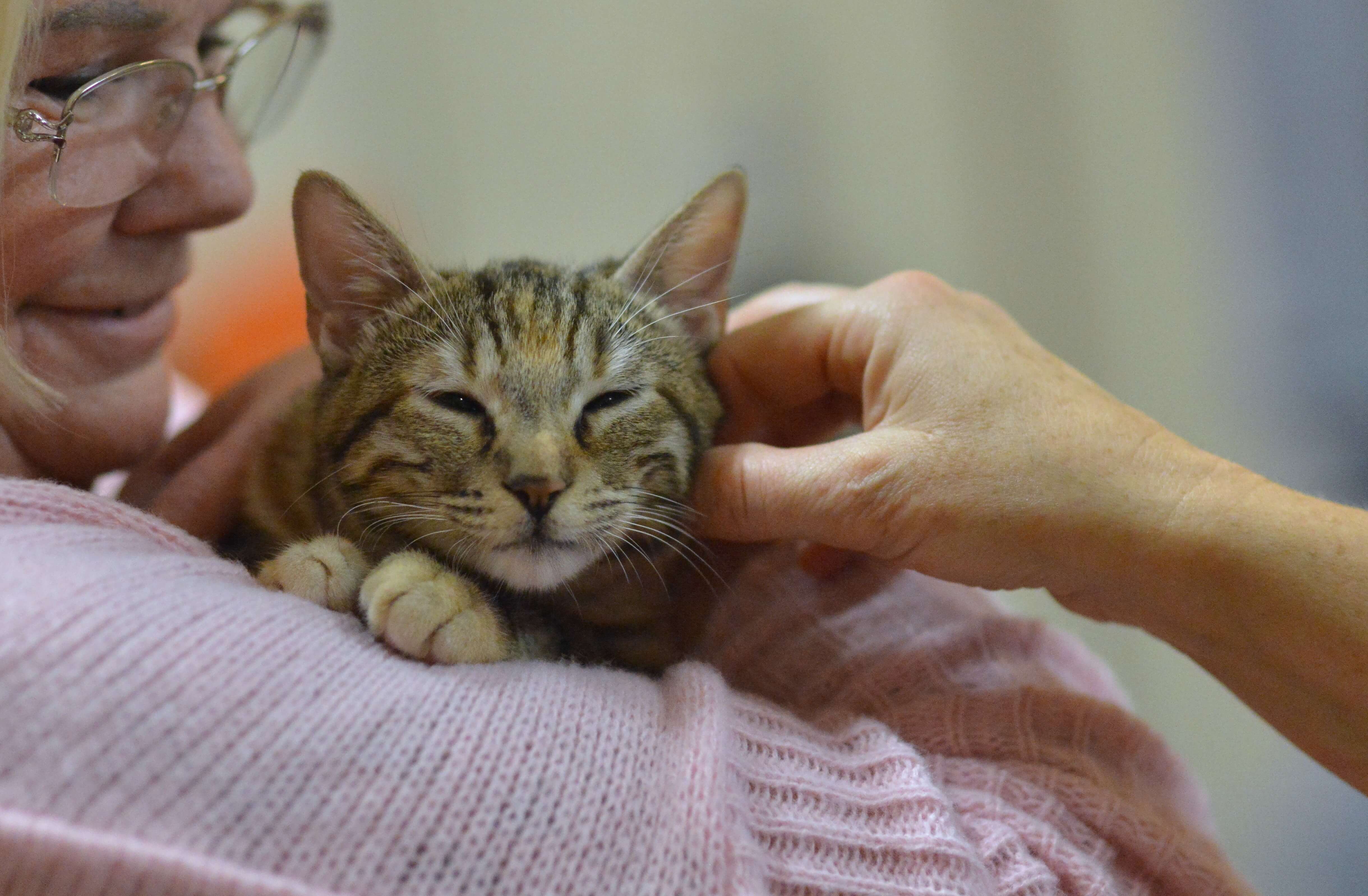 Kattenbemiddeling bij Zwerfkat in Nood