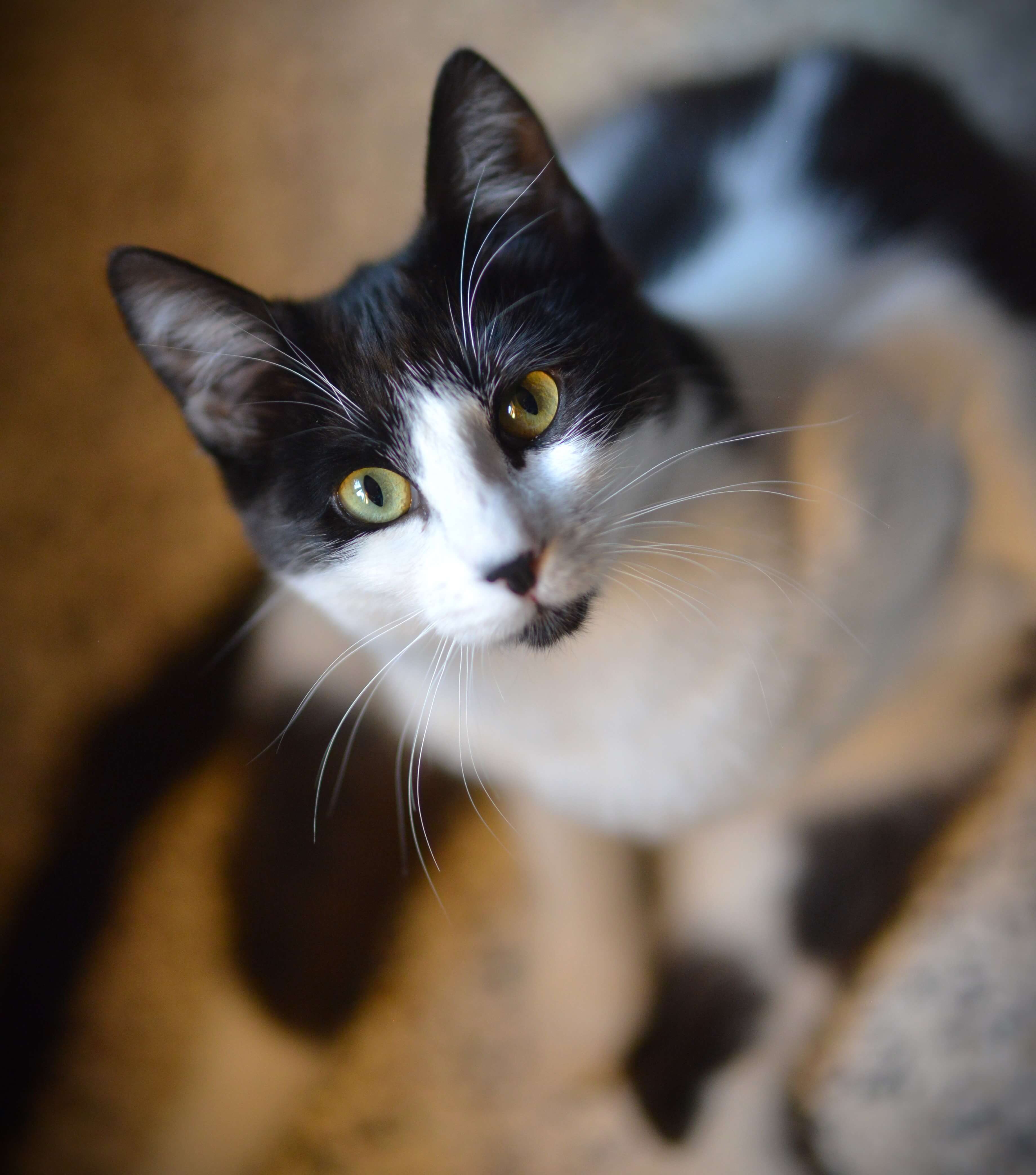 Jouw rol als kattenbemiddelaar