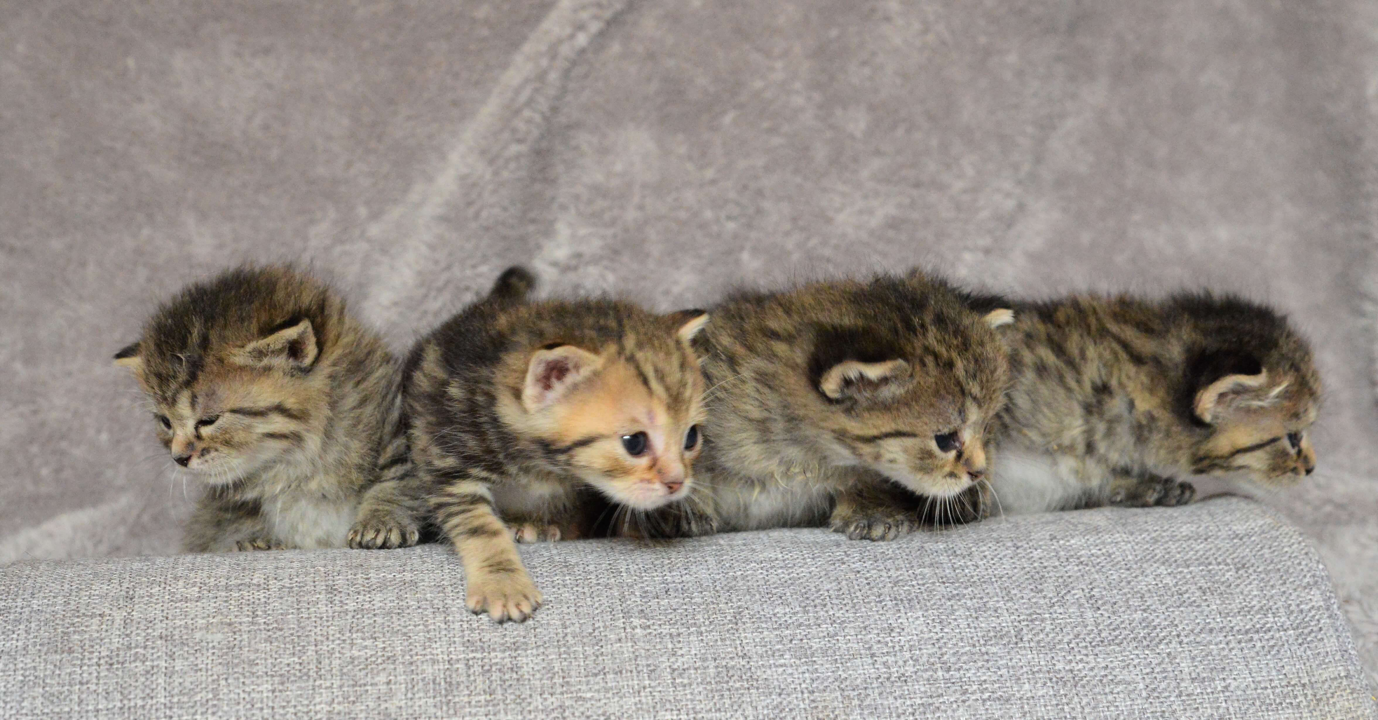 Leren en groeien samen bij kattenbemiddeling