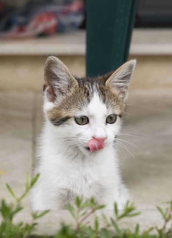 Kat 1