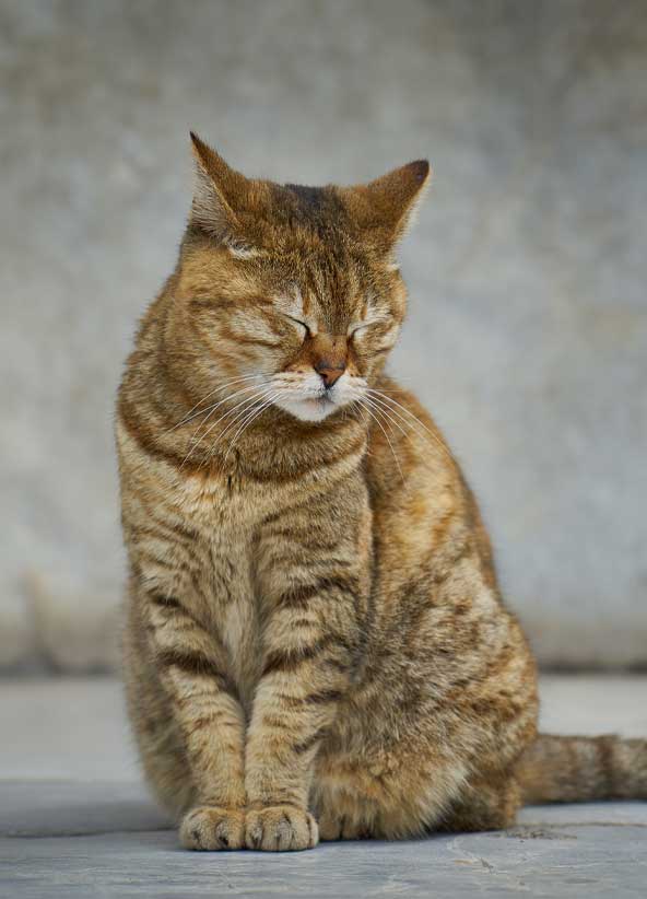 Kat 2