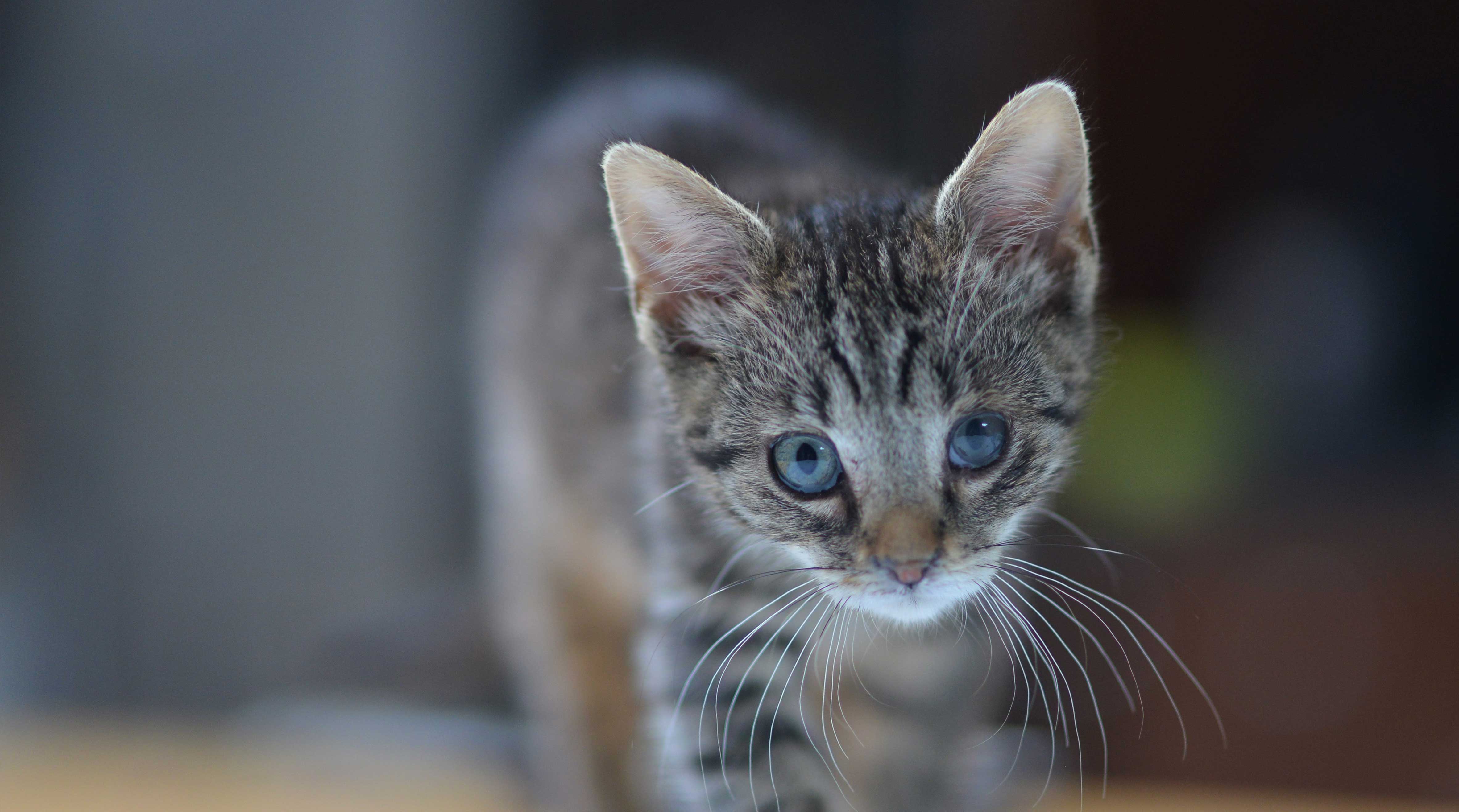 Zwerfkatten opvang Zwerfkat in Nood