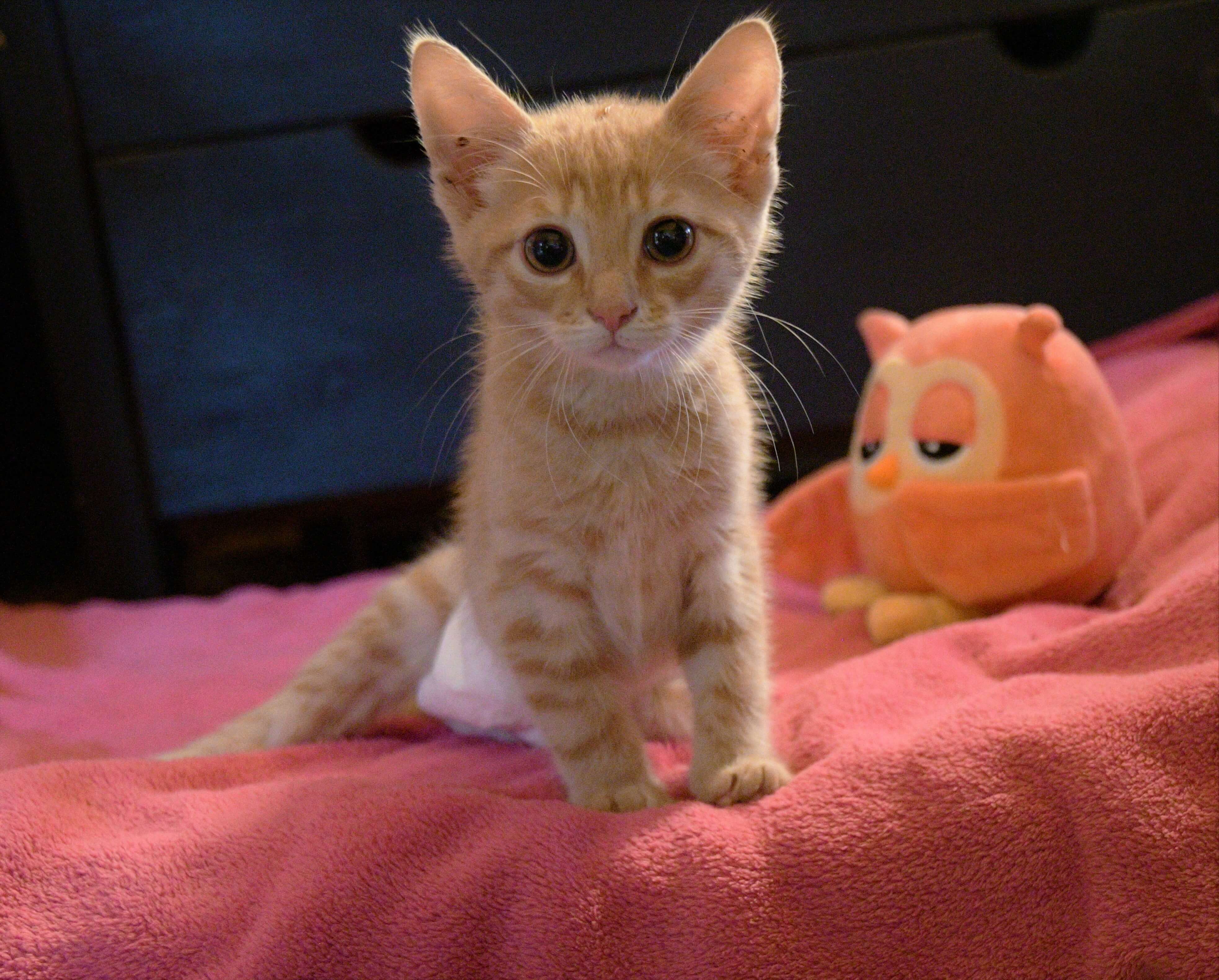Wat betekent no-kill?